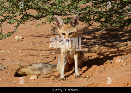 El zorro del Cabo (Vulpes chama), kit sentado debajo de un arbusto, Sudáfrica, Parque Nacional Transfronterizo Kgalagadi Foto de stock