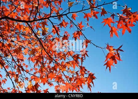 Hojas rojas en otoño con el cielo azul de fondo.
