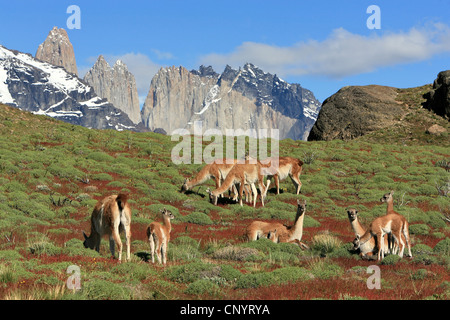 Guanaco (Lama guanicoe), pastoreo rebaño, Torres del Paine, en el fondo, Chile, Parque Nacional Torres del Paine Foto de stock