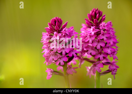 (Anacamptis pyramidalis orquídea piramidal, Orchis pyramidalis), dos inflorescencias, Alemania Foto de stock
