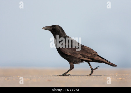 Carrion crow (Corvus corone), paseos por la playa, Alemania, Heligoland Foto de stock