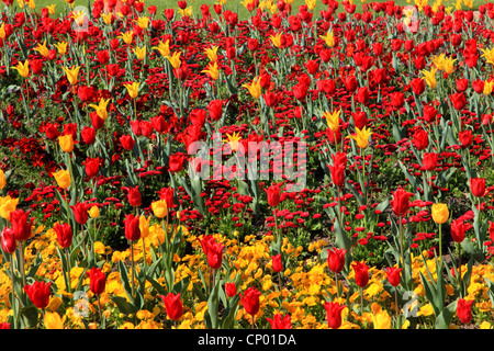 Jardín común de tulipán (Tulipa spec.), huerto con tulipanes rojos y amarillos, Bellis y pansy Foto de stock