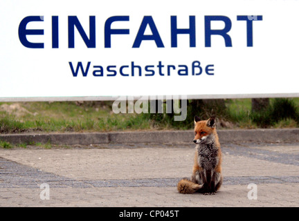 El zorro rojo (Vulpes vulpes), sentada en la zona de estacionamiento de un lavacoches, Alemania
