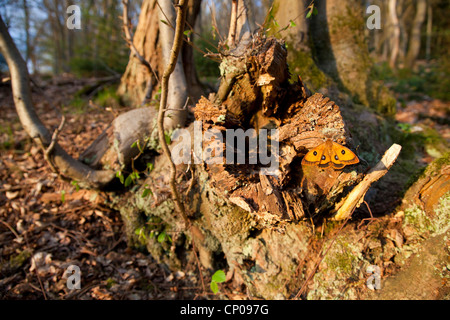 Emperador Aglia tau (Tau), hombres sentados en un árbol snag, Alemania, Renania-Palatinado Foto de stock