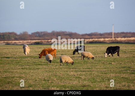 Ovejas Ovis aries y Bos taurus, ganado de pastoreo en la capa de hierba corta de pastizales. Longitud es atractiva; pueden ser administrados por las ocas salvajes.