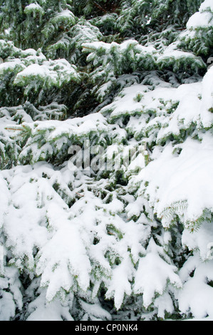 La nieve cubrió las ramas de abeto azul (Picea pungens) después de una tormenta de nieve en invierno, Livingston, Montana, EE.UU. Foto de stock