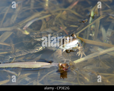 Una rana común ( Rana temporaria ) se encuentra en la superficie de un estanque sobre la vegetación emergente Foto de stock