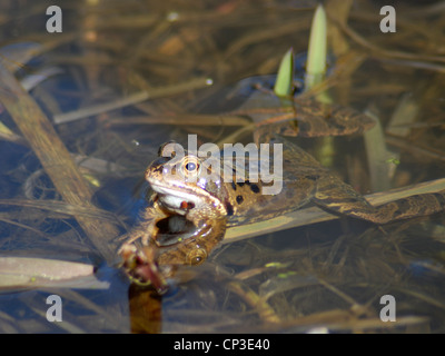 Una rana común ( Rana temporaria ) adopta una pose relajada ya que se encuentra en la superficie de un estanque Foto de stock