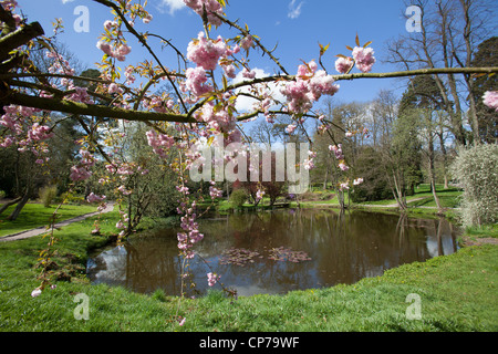 Cholmondeley Castle Gardens. Vista de una primavera rosa árbol de flor de cerezo en flor.