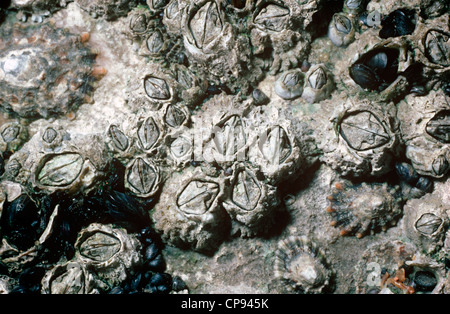Percebe (Balanus bellota común (=) Semibalanus balanoides: Balanidae) alto y seco durante la marea baja, con las lapas y los mejillones UK