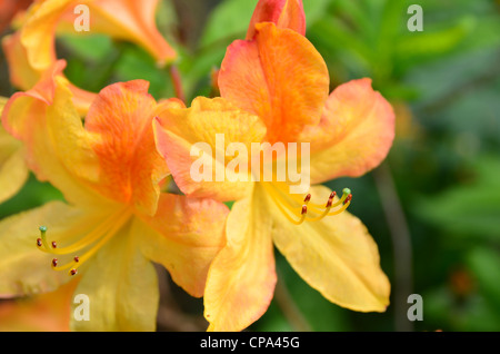 Azalea Mollis naranja planta de flores amarillas Fotografía de stock - Alamy