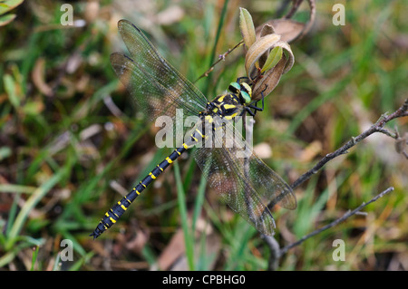 Un macho golden dragonfly (Cordulegaster boltonii anillado) posado sobre una ramita en Puente Crockford en el nuevo bosque Foto de stock