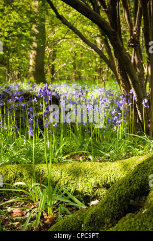 Primavera Bluebell Wood Foto de stock