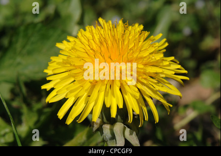 Diente de león (Taraxacum officinale) flor Foto de stock