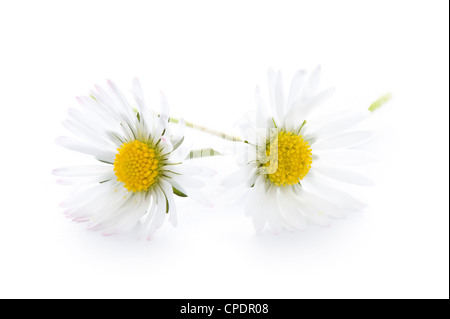 Dos daisy flores aislado sobre un fondo blanco.