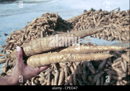 Las raíces de yuca, cosecha, Tailandia Foto de stock