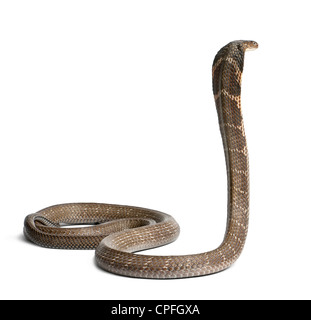 King Cobra Ophiophagus hannah, contra el fondo blanco. Foto de stock
