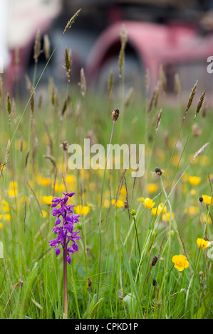 Orchis mascula. Principios Purple Orchid en la carretera. Devon. Inglaterra Foto de stock