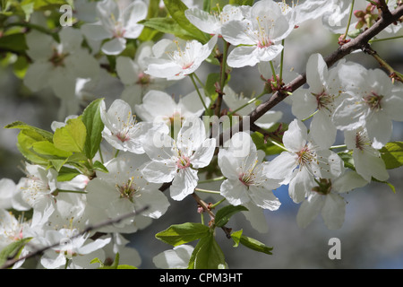 Primer plano de flores de cerezo en un árbol en flor