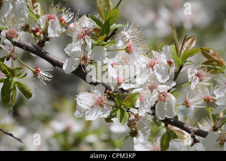 Primer plano de flores de cerezo en un árbol en flor