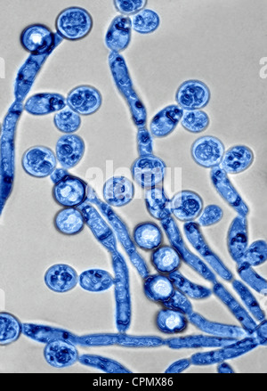 CANDIDA ALBICANS