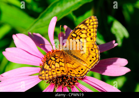 Speyeria moteado