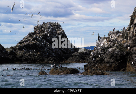 Aves anidan en la isla Gaviota en el Kachecmak bahía cerca de Homer, Alaska en un día de verano. Foto de stock