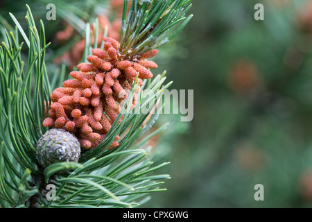 Pinus mugo. Swiss Mountain Pine o pino mugo Foto de stock