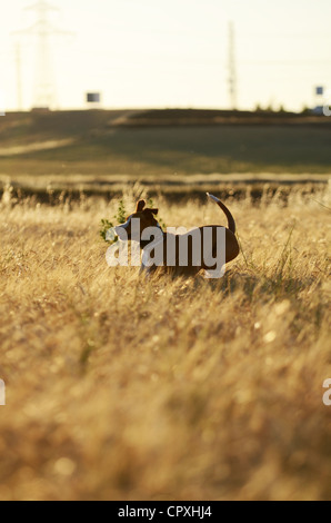 Perro disfruta la hora en un campo, al atardecer Foto de stock