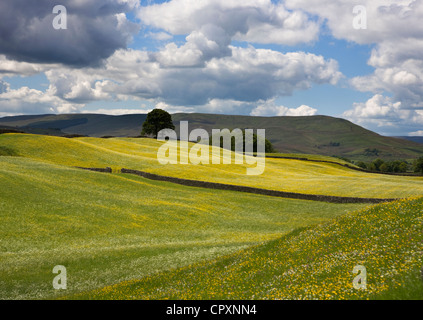 El meadowland cerca Sedbusk Nappa y cicatriz de North Yorkshire Dales, Richmondshire, REINO UNIDO Foto de stock
