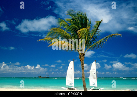 República Dominicana, provincia de La Altagracia, Punta Cana, catamaranes en la playa y cocotero Foto de stock