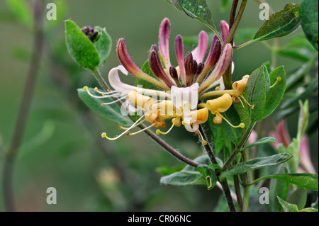 Honeysuckle / Madreselva europeo común / Woodbine (Lonicera periclymenum) en flor Foto de stock