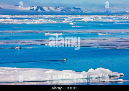 Oso Polar en los hielos flotantes en el Océano Ártico, Olgastretet, Spitsbergen, Noruega Foto de stock