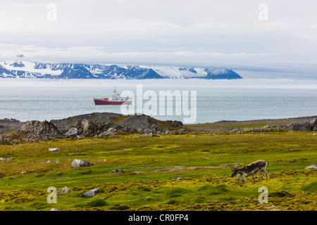 Los renos en la isla, crucero en el océano, Bellsund, Spitsbergen, Noruega Foto de stock