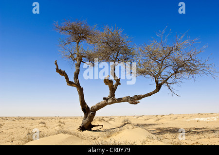 Mauritania, Nouadhibou, acacias en el desierto de arena cerca de Nouadhibou