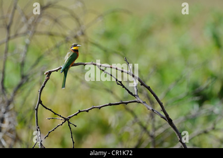 Poco el abejaruco (Merops pusillus), encaramado en la rama de Masai Mara - Kenia - África oriental Foto de stock