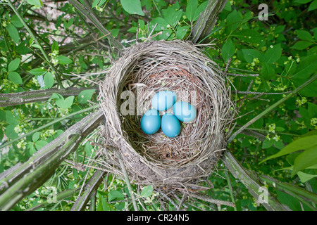 Pájaro petirrojo americano songbird Nest con cuatro huevos azules