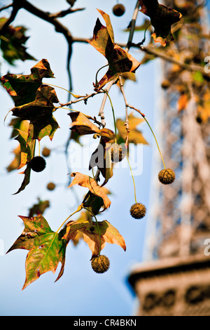 Hojas y frutos otoñales sobre la rama de un árbol de avión, la Torre Eiffel, en la espalda, el parque Champ de Mars, París, Francia, Europa