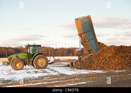 Un tractor tipping un remolque lleno de remolacha azucarera en un montón de nieve después de luz Foto de stock