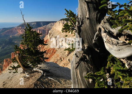 Antiguo pino bristlecone (Pinus longaeva) a punto de Powell, Escalante Montañas, Dixie National Forest, Utah, EE.UU., América del Norte