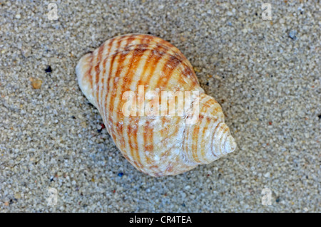 Shell del Atlántico o Dogwhelk Dogwinkle (Nucella lapilli), nativo del Océano Atlántico Foto de stock