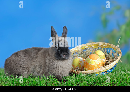 Marten Sable azul enano conejo (Oryctolagus cuniculus forma domestica) y huevos de Pascua en una cesta Foto de stock