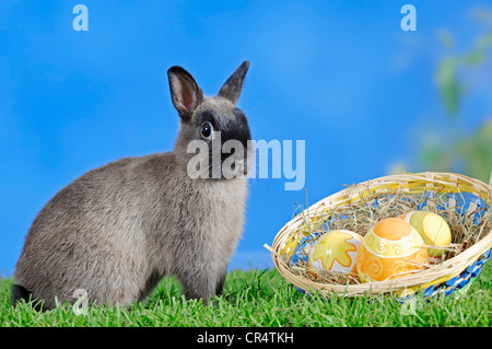 Marten Sable azul enano conejo (Oryctolagus cuniculus forma domestica) y huevos de Pascua en una cesta Foto de stock