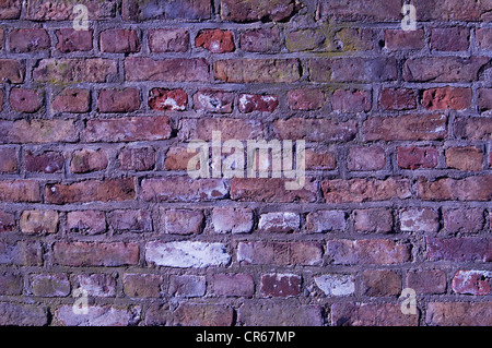 Cerca de la pared de ladrillo con púrpura, rosa, fucsia, ultra violeta, negro, fondo de ladrillo