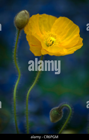 Papaver nudicaule amapola en flor flor amarilla