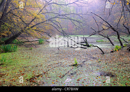 Color de otoño árbol haya (Fagus) y madera muerta en el pantano, temprano en la mañana, Maerkische Schweiz Nature Park, Buckow