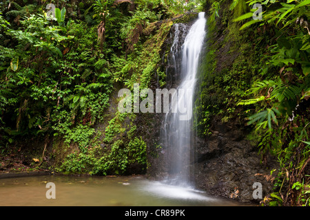 Francia, Martinica (Antillas Francesas), Parque Regional, boscosas y centro montañoso de la isla, Saut gendarme Foto de stock