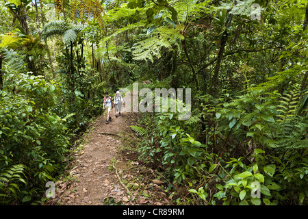 Francia, Martinica (Antillas Francesas), Parque Regional, boscosas y centro montañoso de la isla, camino de senderismo en Foto de stock