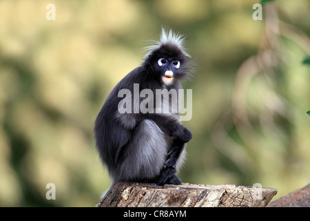 Hojas negruzcas Mono Langur, oso de anteojos, oso o mono de hoja (Trachypithecus obscurus), macho adulto en el árbol, Asia Foto de stock