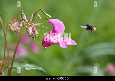 Bálsamo del Himalaya (Impatiens glandulifera), neófito, con un abejorro, Alta Baviera, Baviera, Alemania, Europa